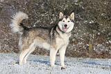 ALASKAN MALAMUTE 070